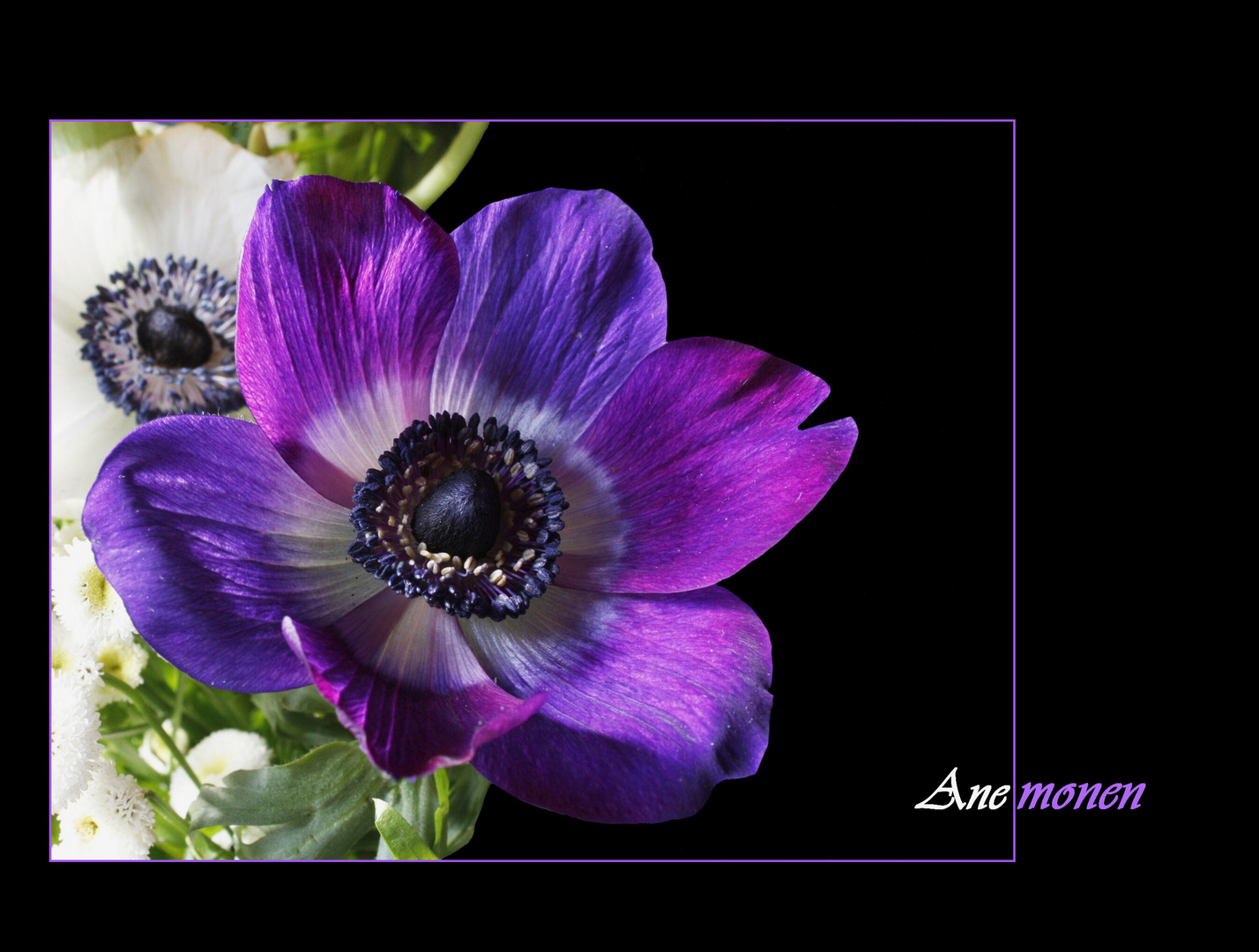 Anemonen