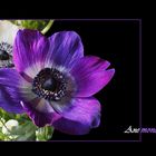 Anemonen