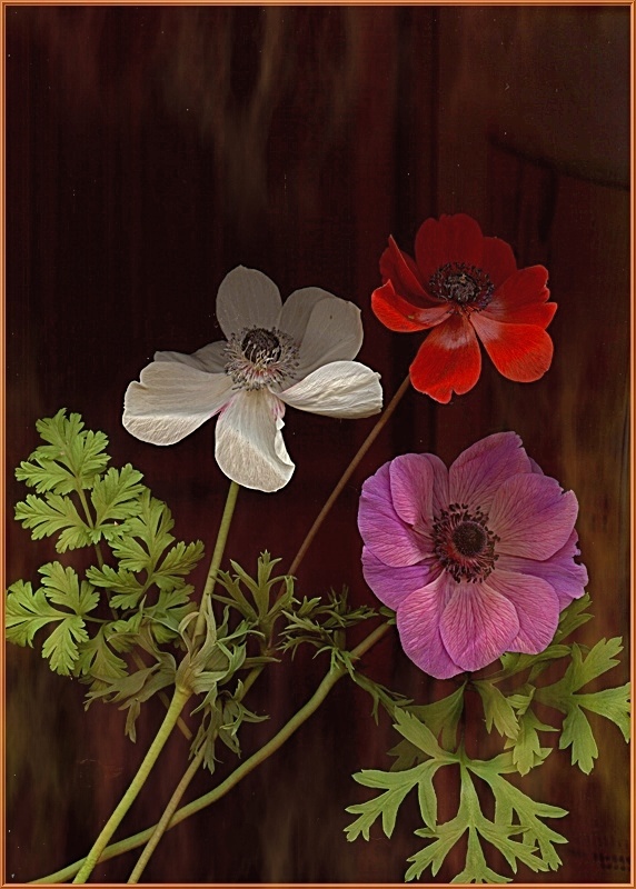 Anemonen