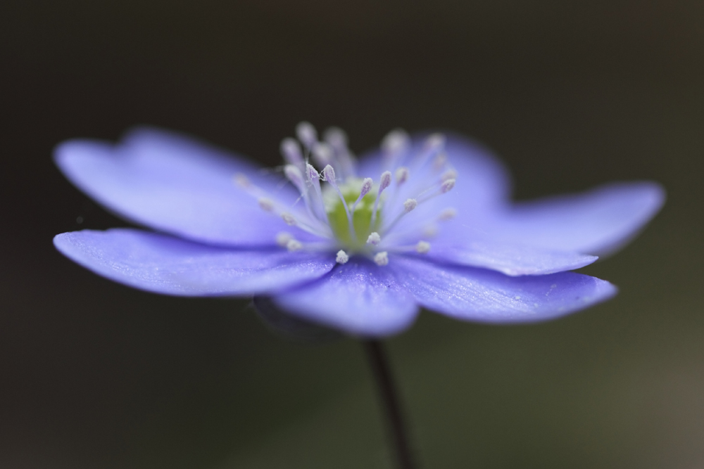 Anemonen