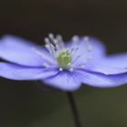 Anemonen