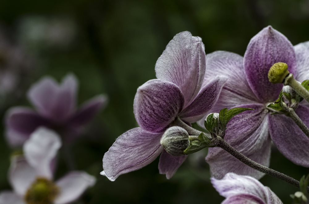 Anemonen