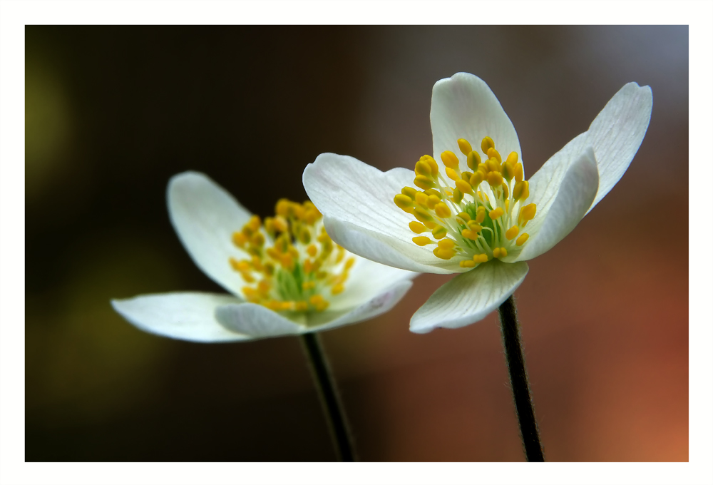 Anemonen