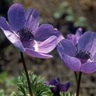 Anemonen