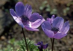 Anemonen