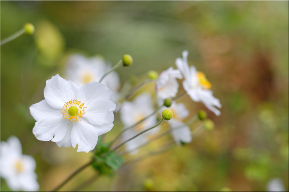 Anemonen....