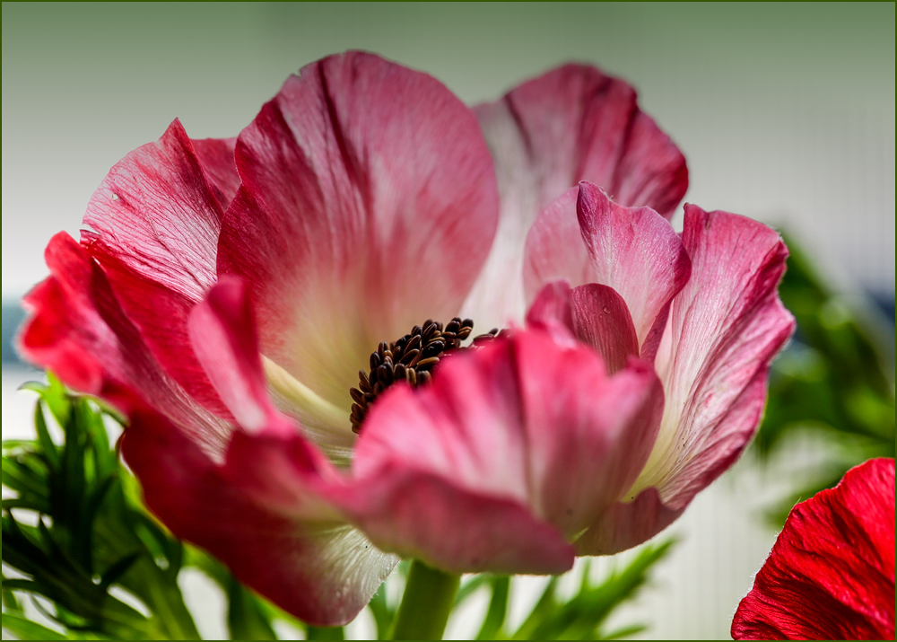 Anemonen