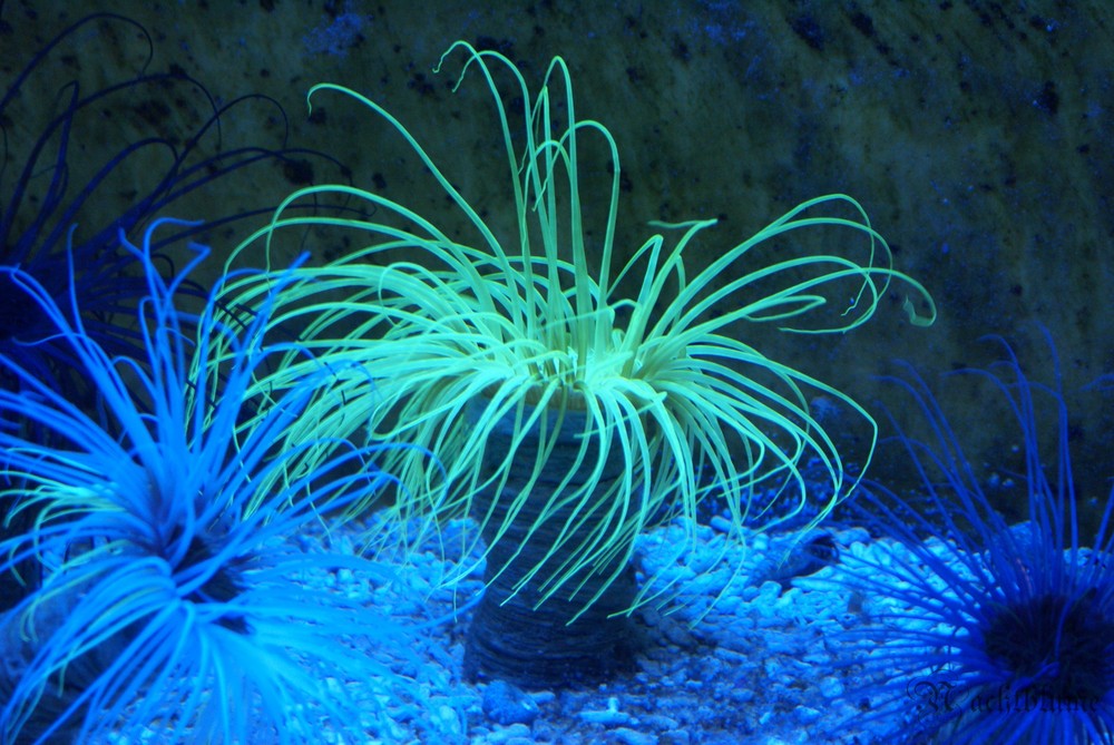 Anemonen