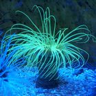 Anemonen