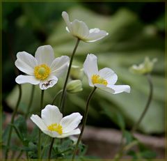 Anemonen