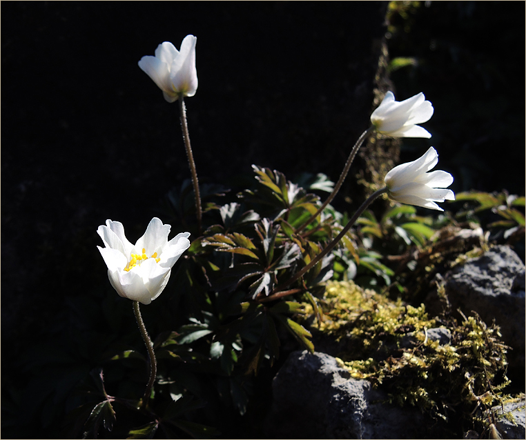 Anemonen