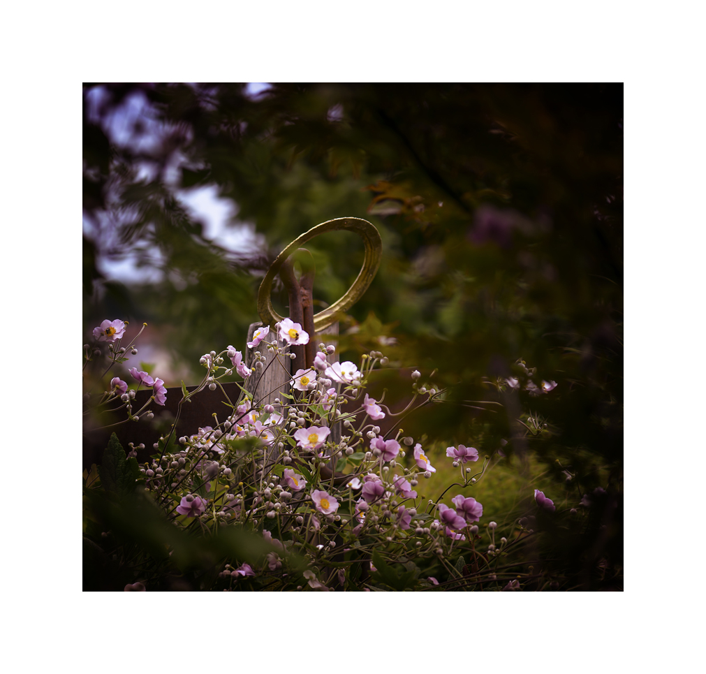 Anemonen an Rost im Garten