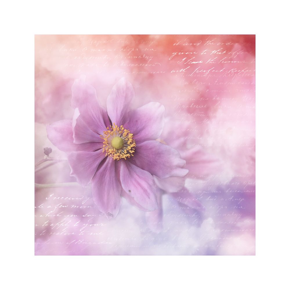 ANEMONEN-AQUARELL