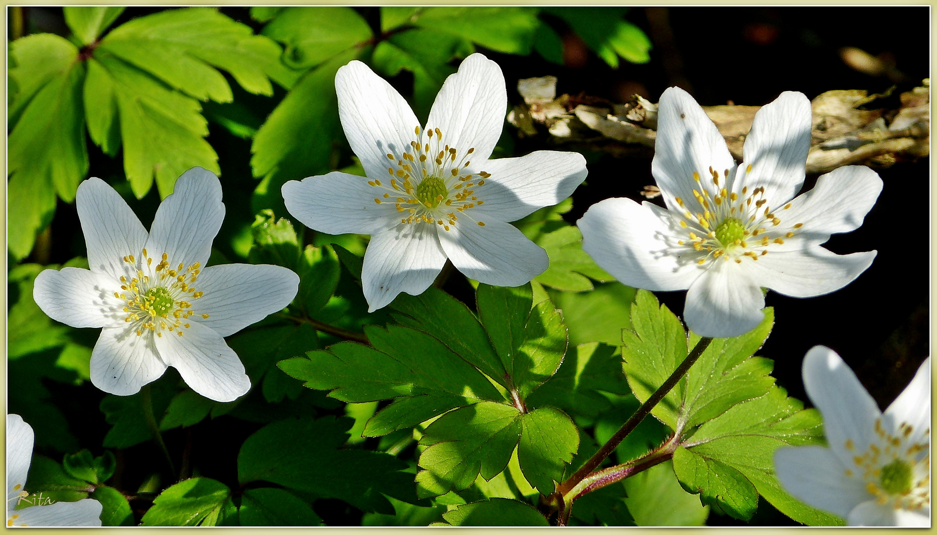 Anemonen aus dem Wald...