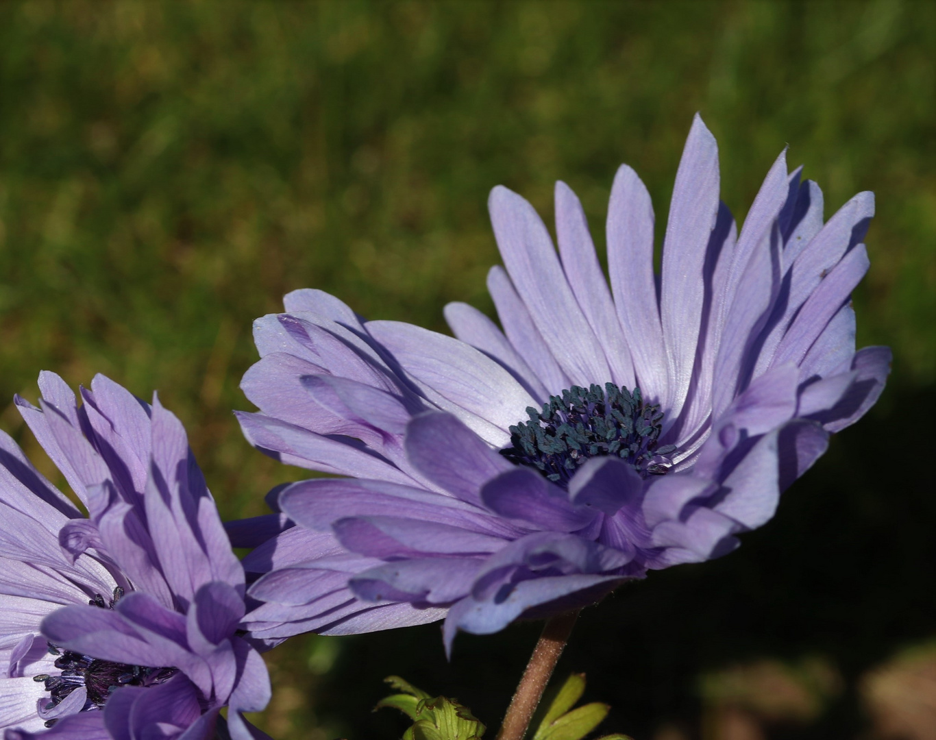 Anemonen aus Nachbars Garten