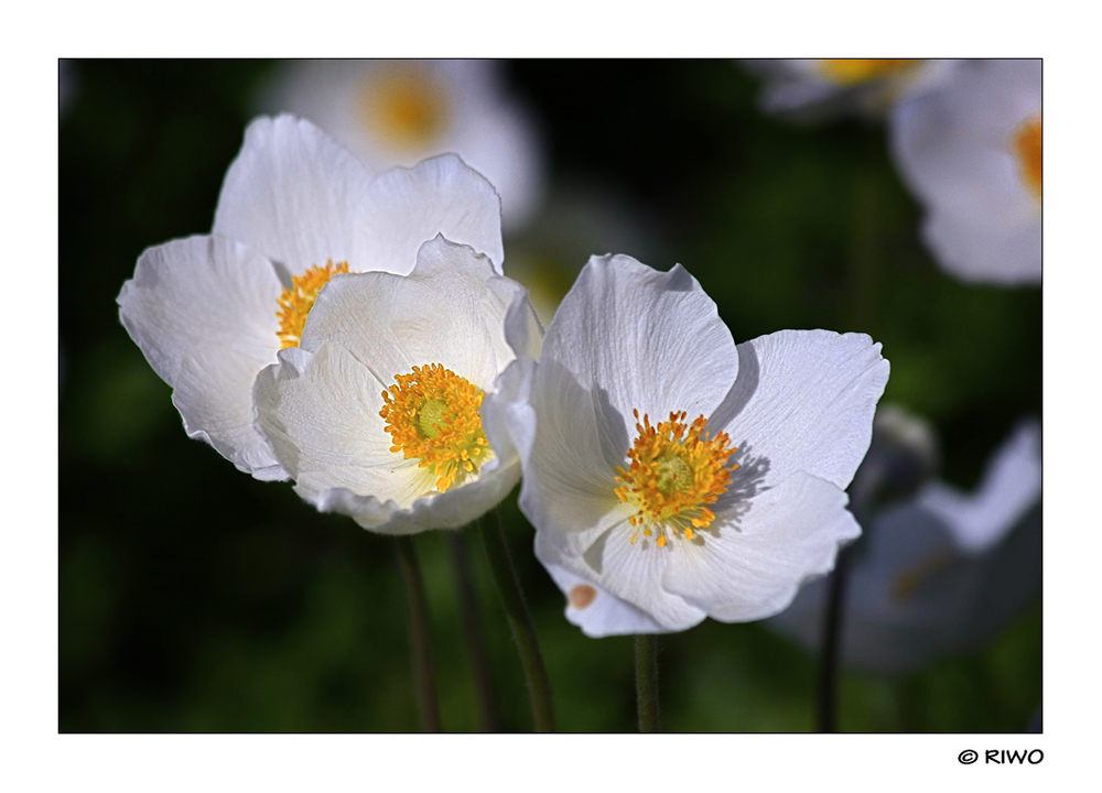 Anemonen aus unserem Garten..........