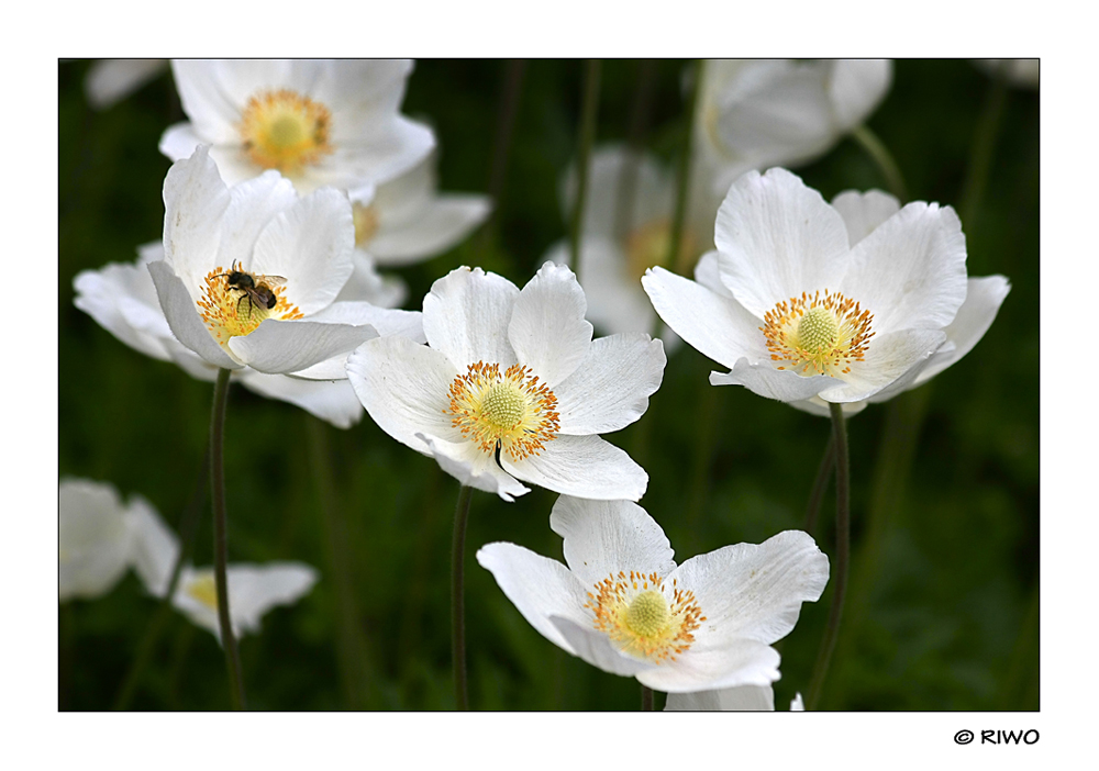 Anemonen aus unserem Garten mit Besuch..........