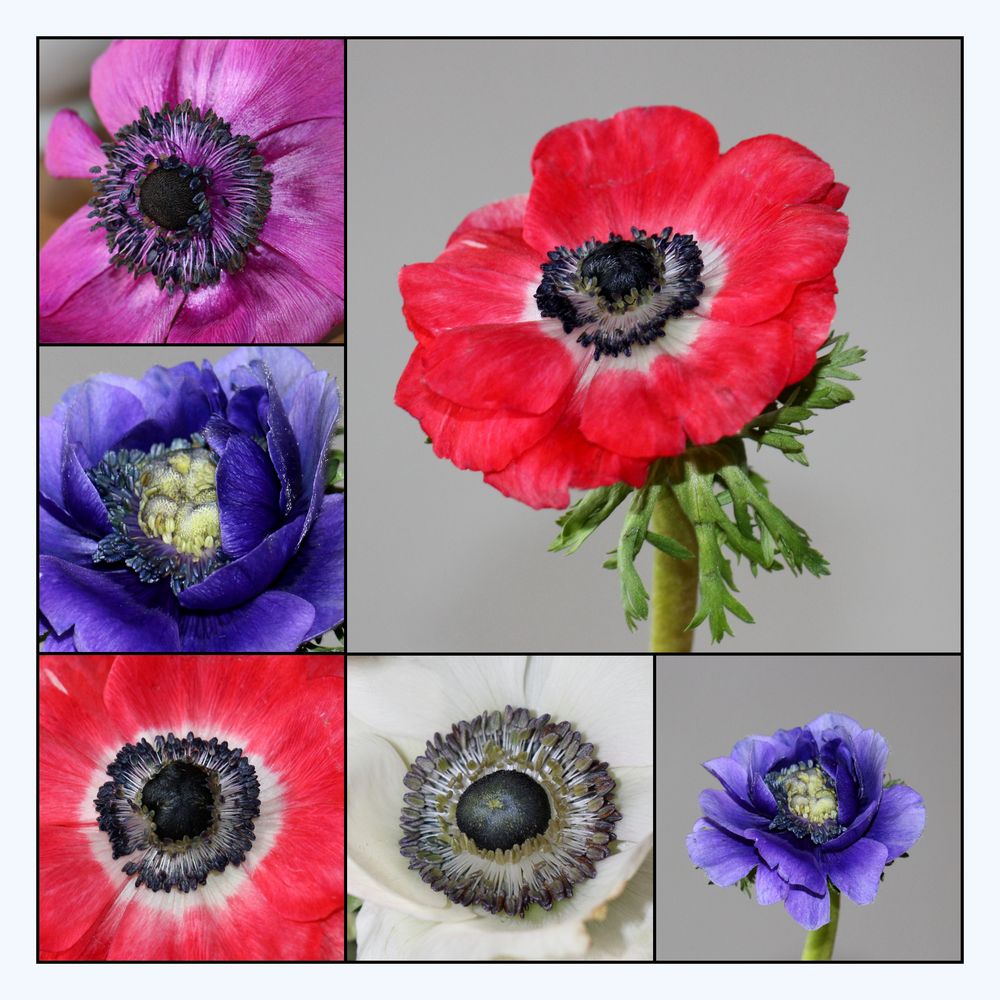 Anemonen