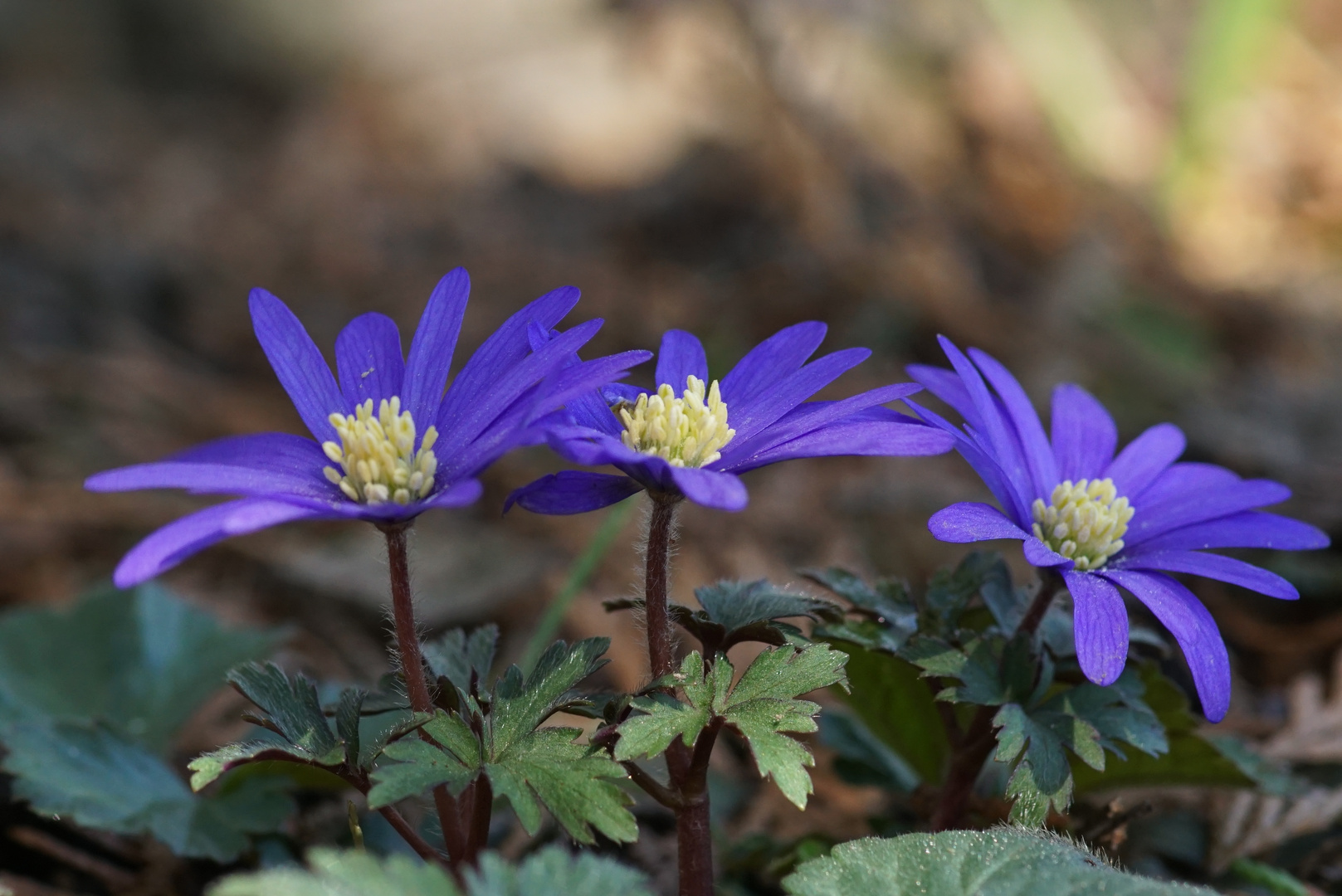 Anemonen