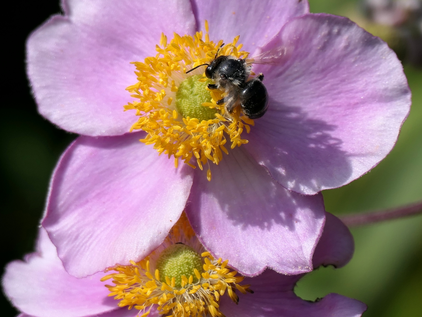 Anemonen Besucher