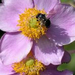 Anemonen Besucher