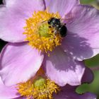 Anemonen Besucher