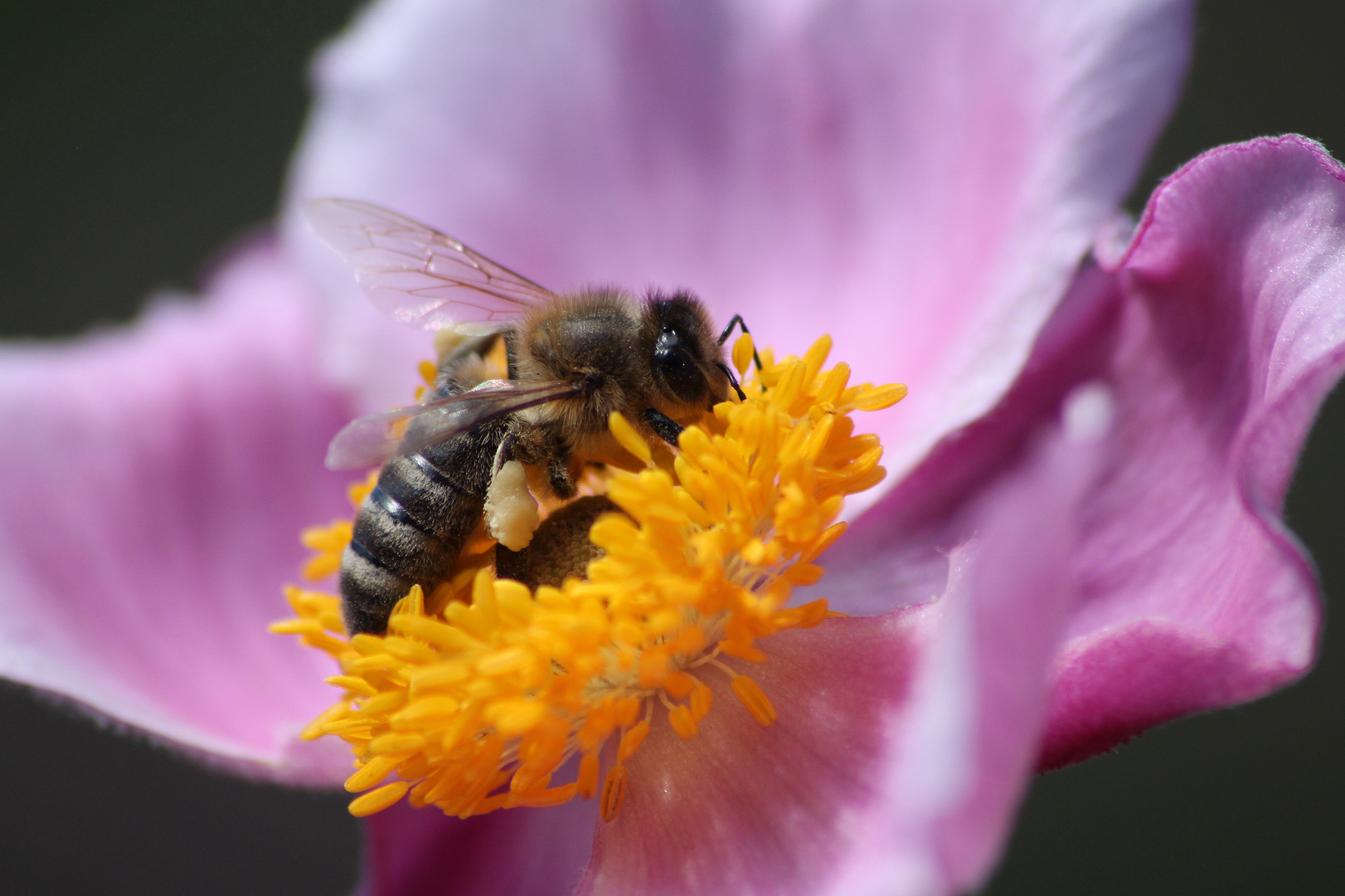 Anemonen-Besucher