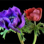 Anemonen blaurot