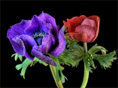 Anemonen blaurot