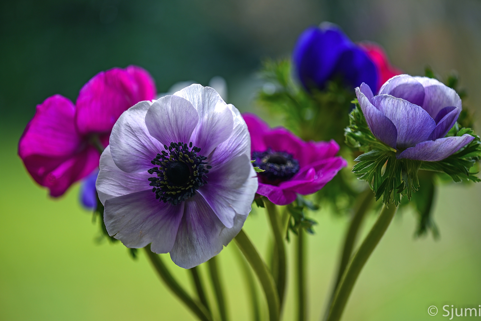 Anemonen Blütenzauber