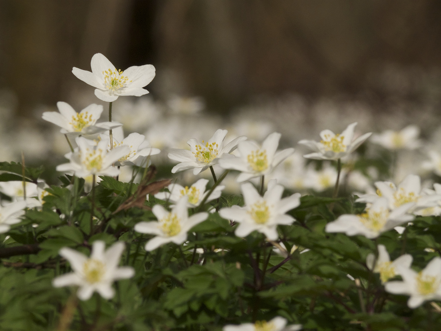 Anemonen