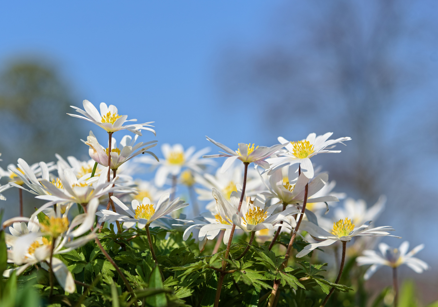 Anemonen