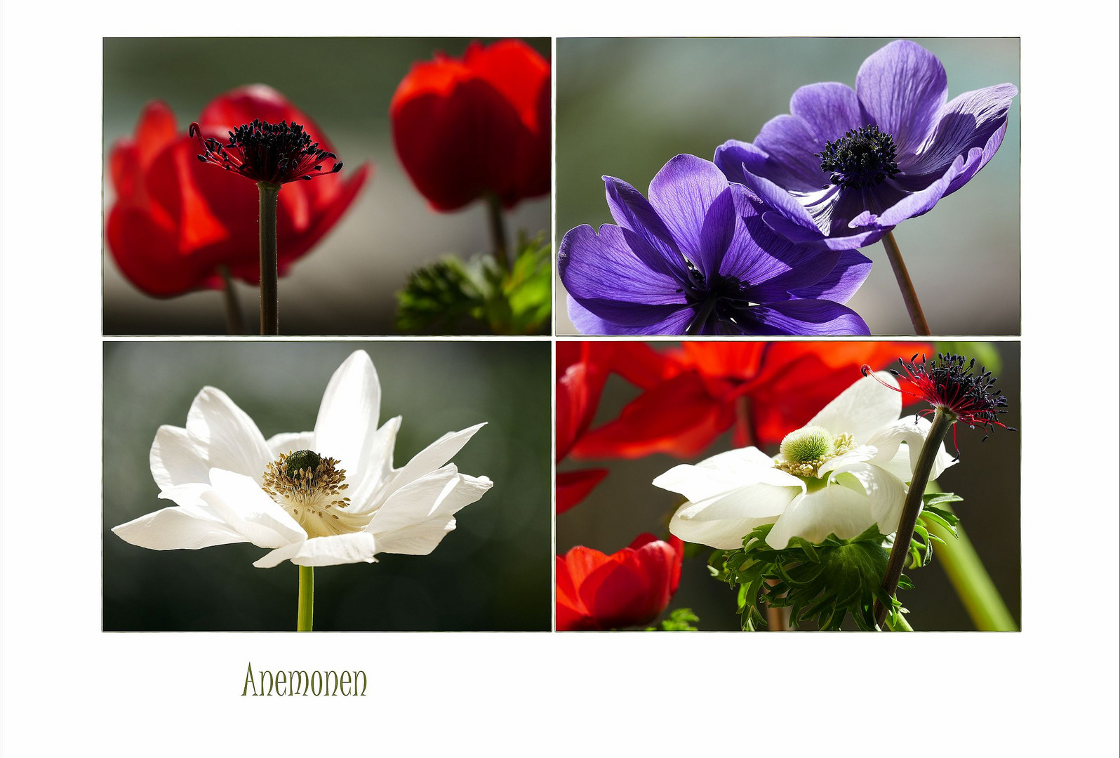 Anemonen...