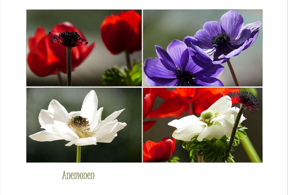 Anemonen...