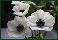 Anemonen