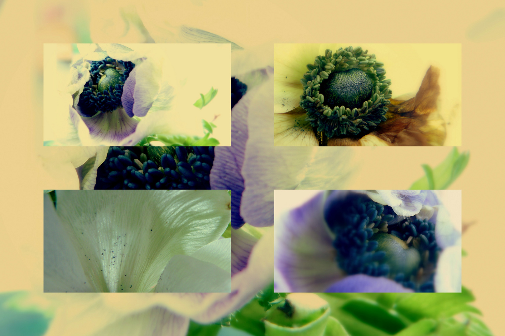 Anemonen-Collage