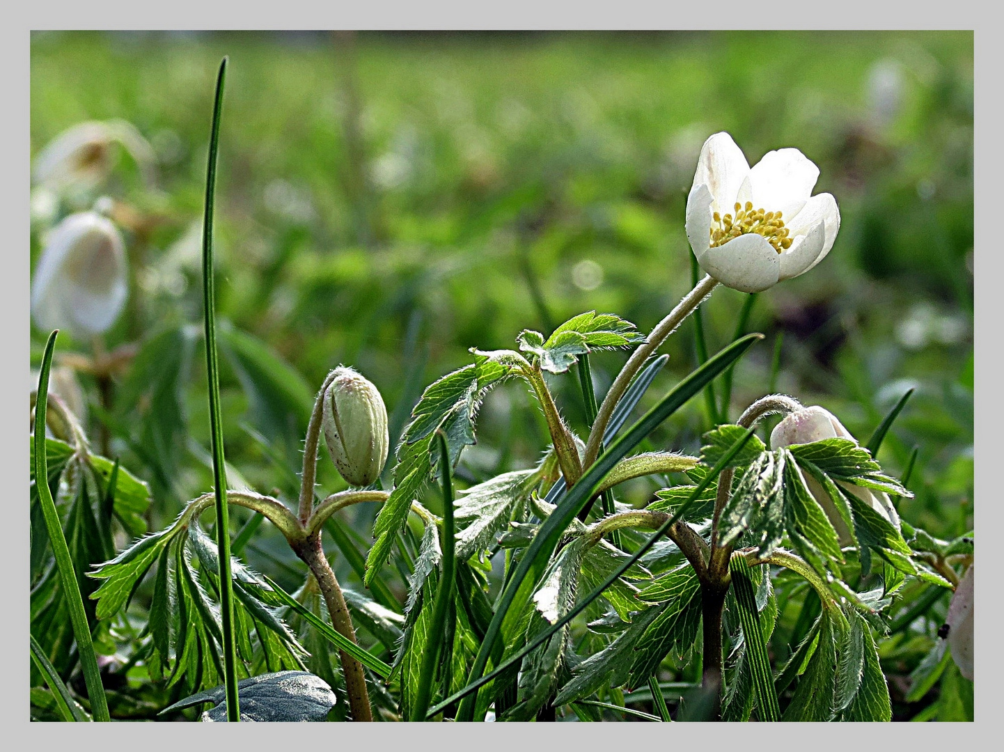 Anemonen