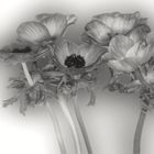 anemonen