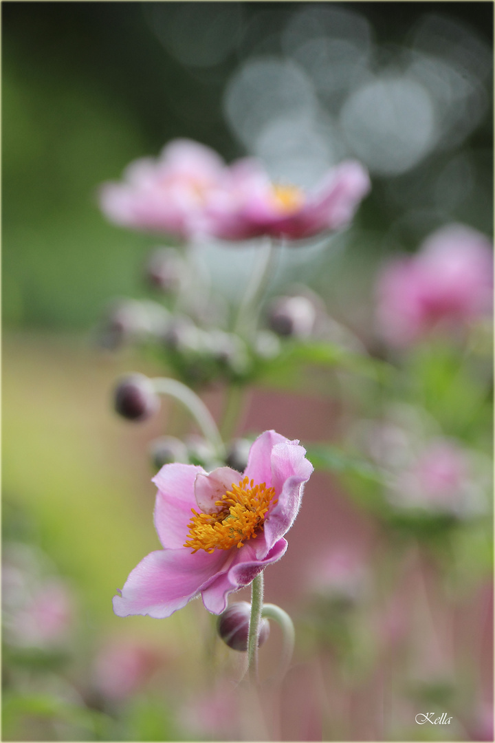 Anemonen