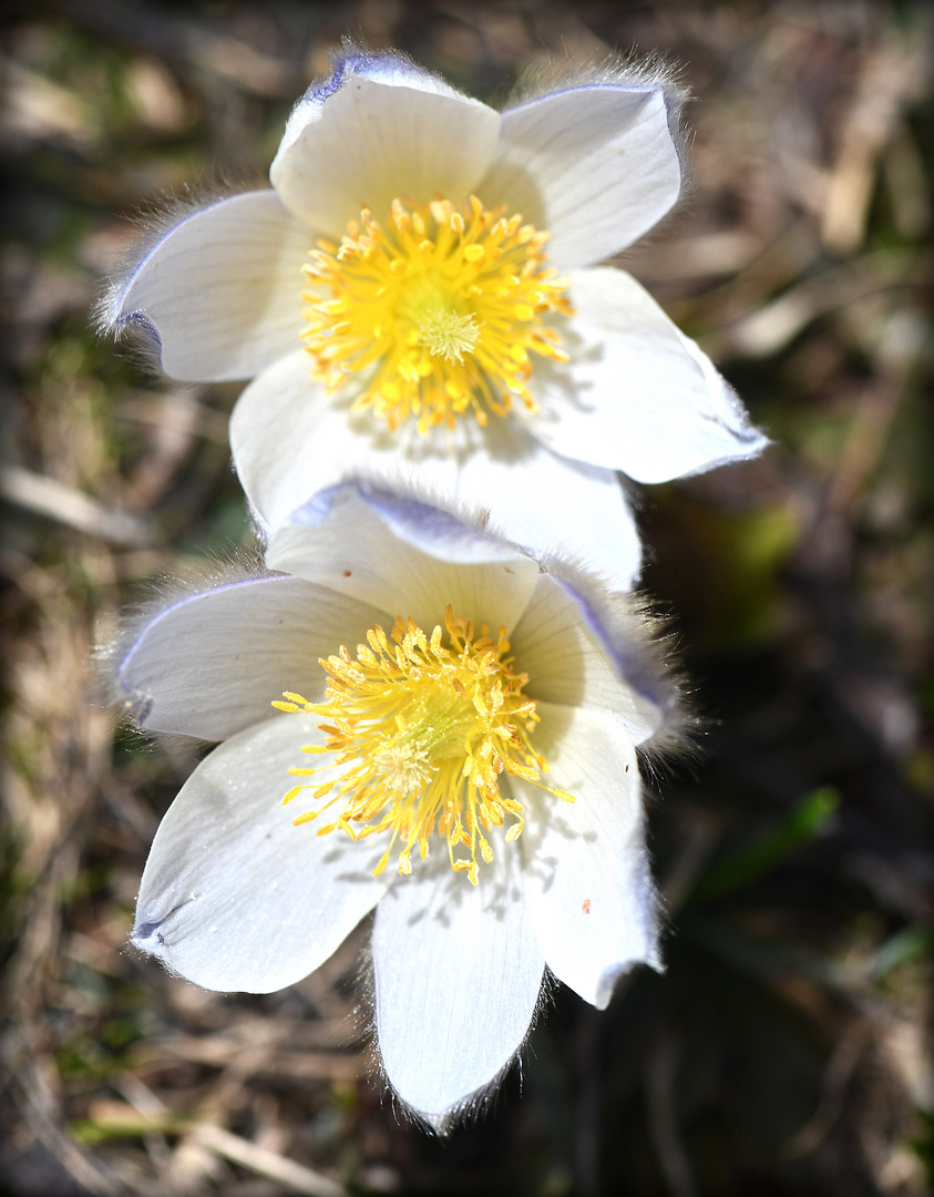 "anemonen"