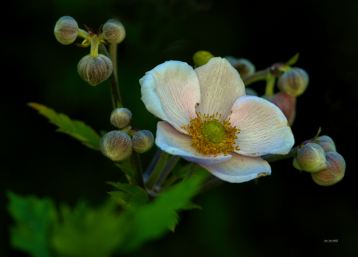 Anemonen