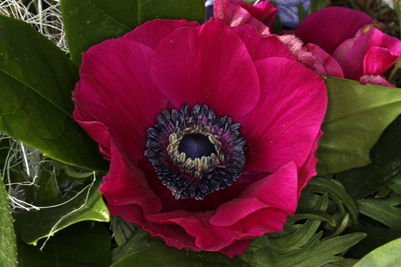 Anemonen