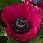 Anemonen