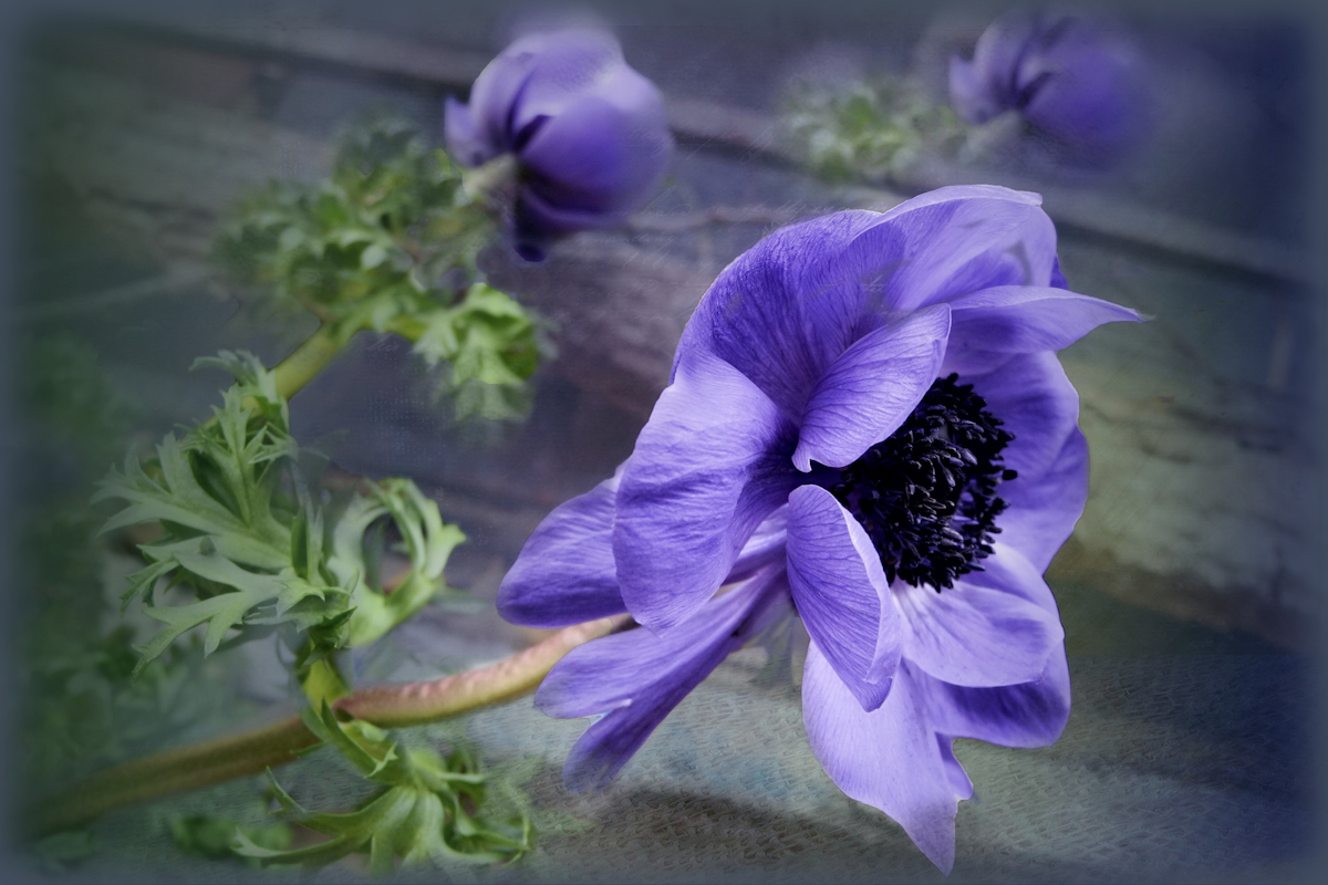 Anemonen