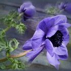 Anemonen