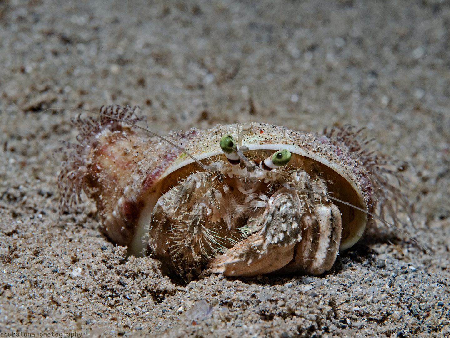 Anemonen Einsiedlerkrebs