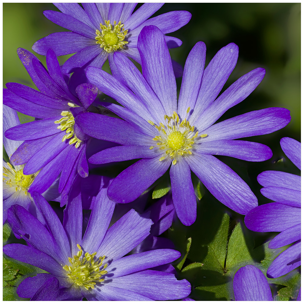 Anemonen