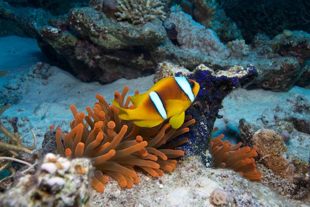 Anemonen Fisch Foto & Bild | kunstfotografie & kultur, anemonen fisch