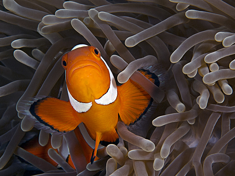 Anemonen Fisch