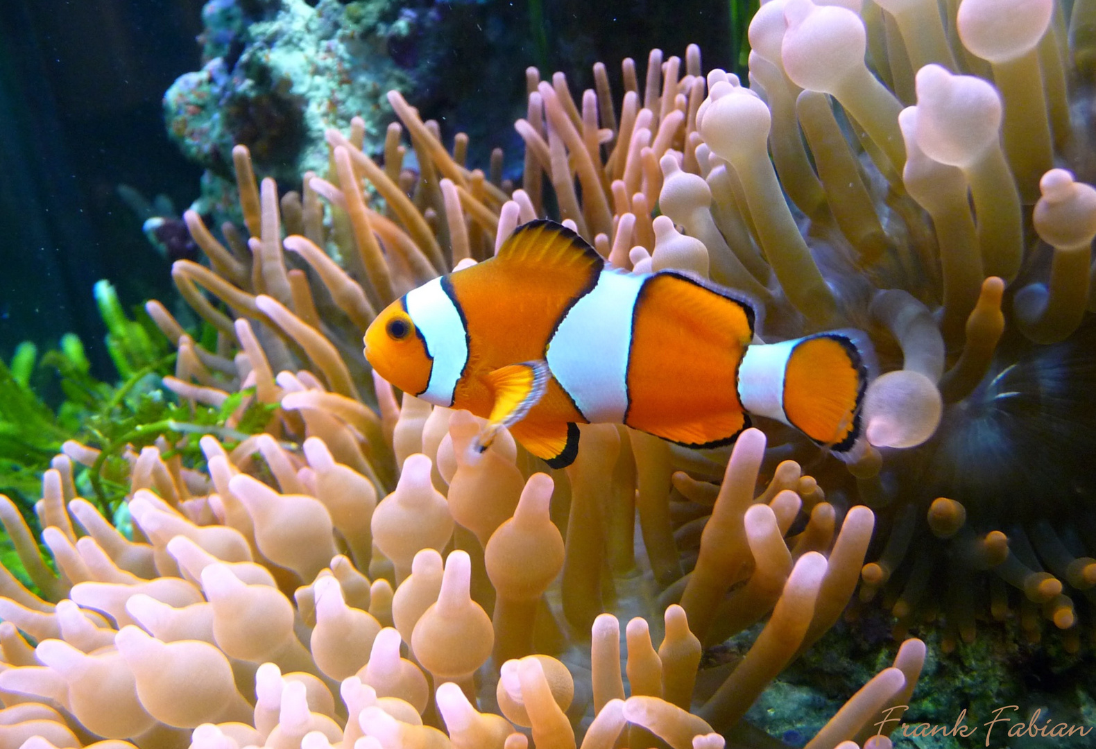 Anemonen-fisch Foto & Bild | tiere, wildlife, fische Bilder auf